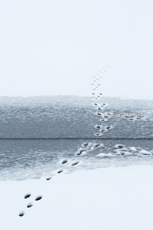 湖面上有野兔在冰上留下的足迹