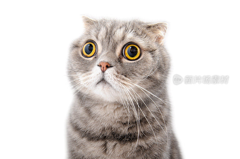 一个受惊吓的猫的特写肖像。苏格兰折耳猫繁殖。
