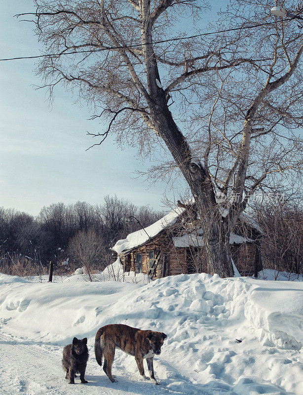 两只狗在冬天的路上