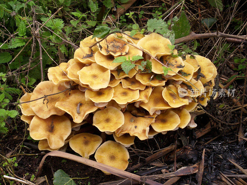 黄色蘑菇生长在一根腐烂的木头上