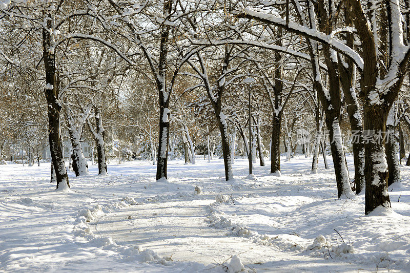树林里的小路上有雪