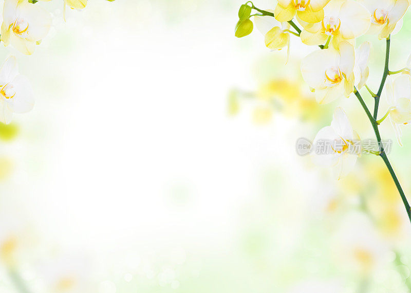 精致的黄色兰花花背景