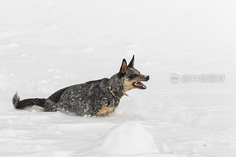 狗在雪地