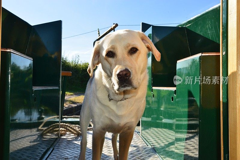 拉布拉多寻回犬