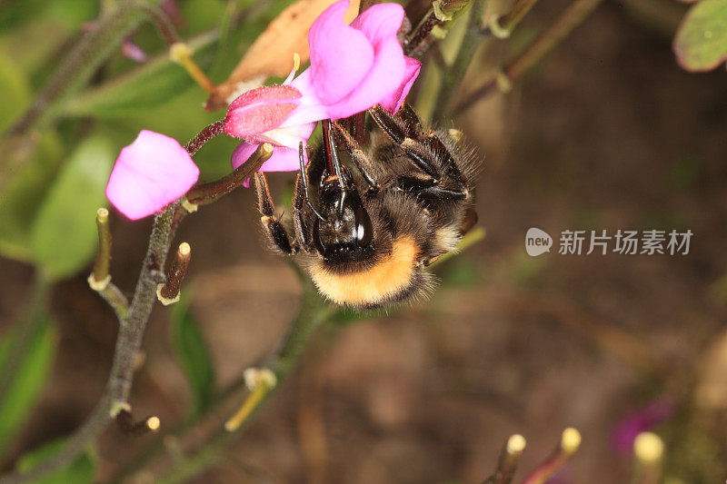 大黄蜂。