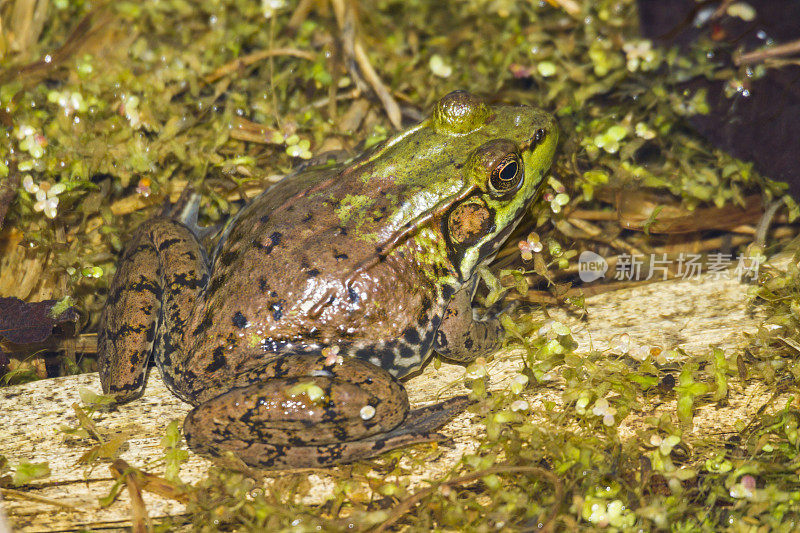 躲在沼泽草丛中的牛蛙