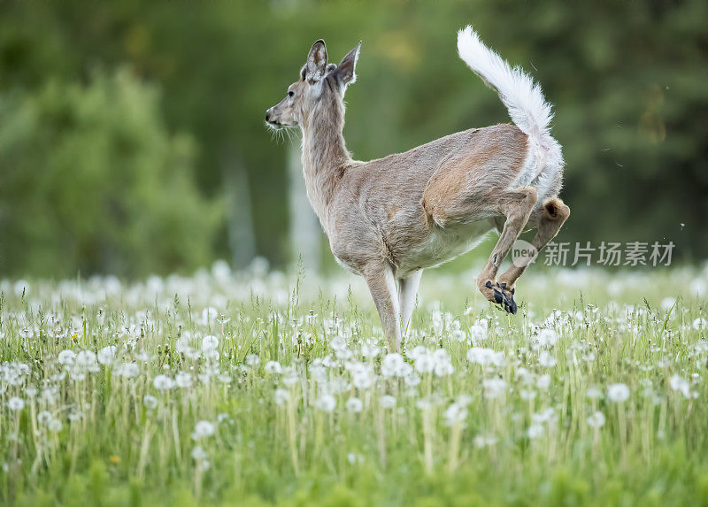 白尾鹿