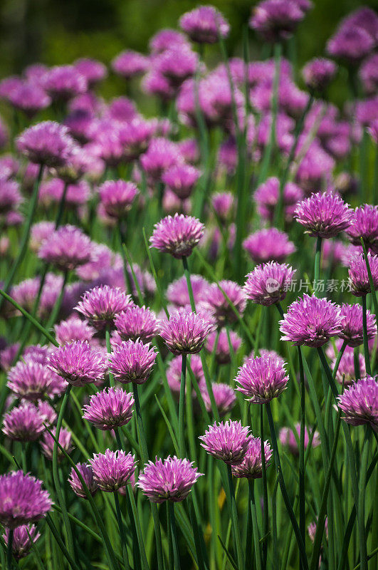 花园的香葱