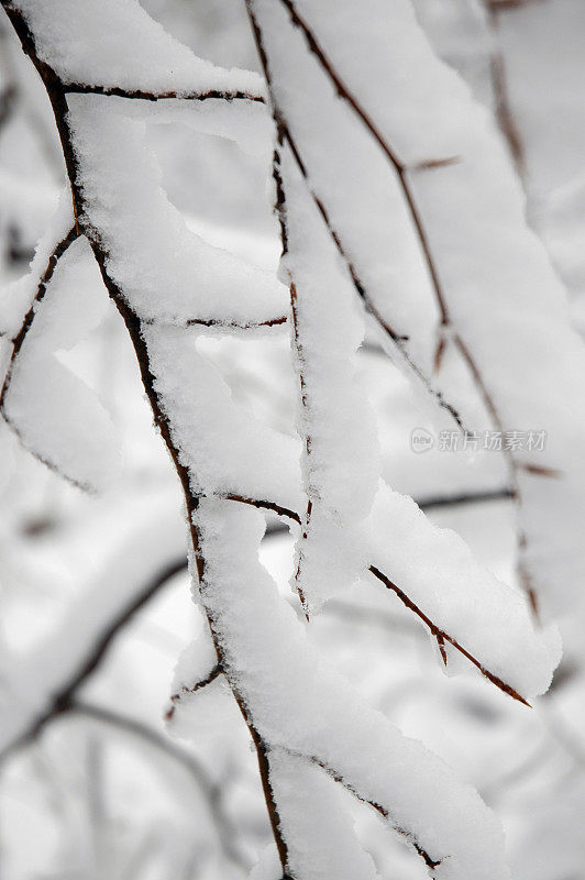 白雪皑皑的分支