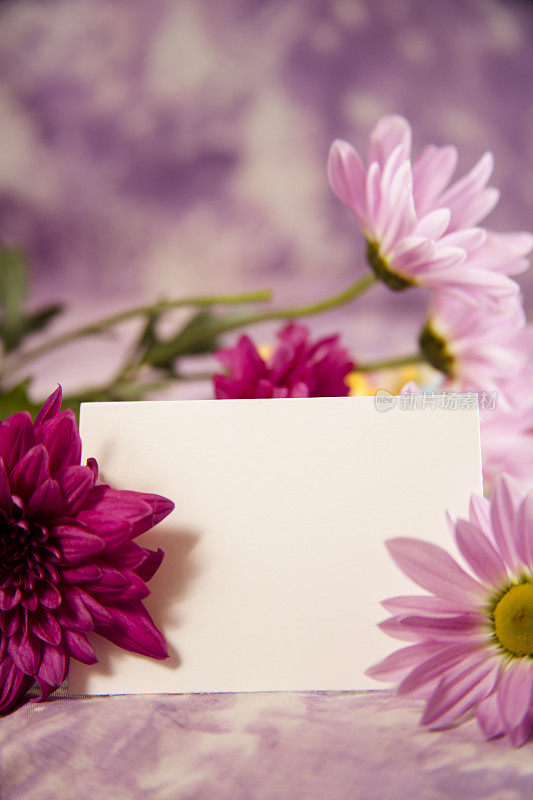 紫色的雏菊花束和白色的空白卡片。