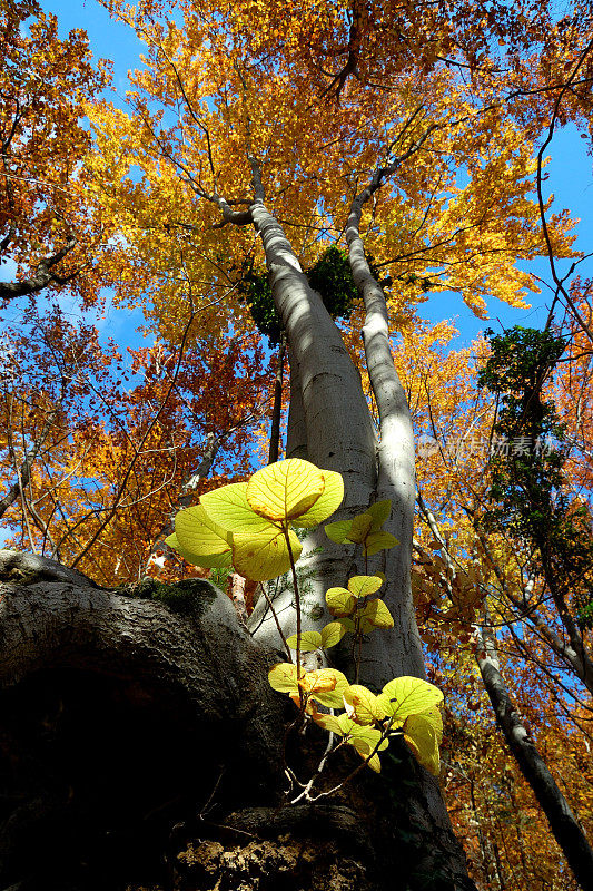 秋季森林:山毛榉树