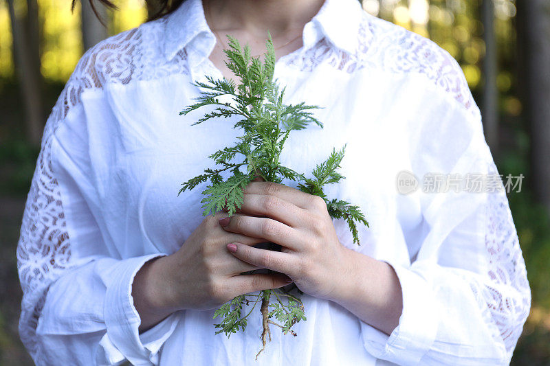 手中的绿色植物