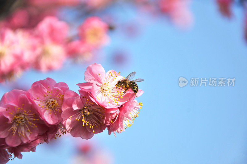 花朵粉红色的李子