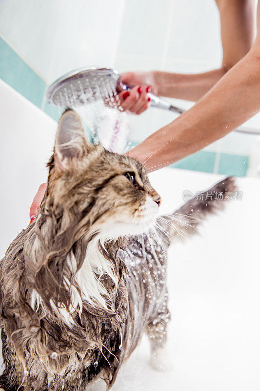 可爱的西伯利亚猫喜欢在浴缸洗澡