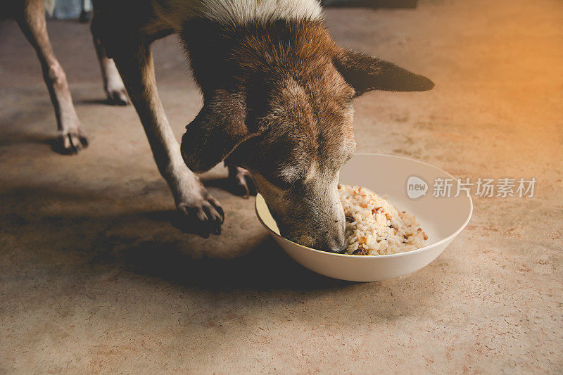 饥饿的狗在家觅食。狗吃碗的特写。