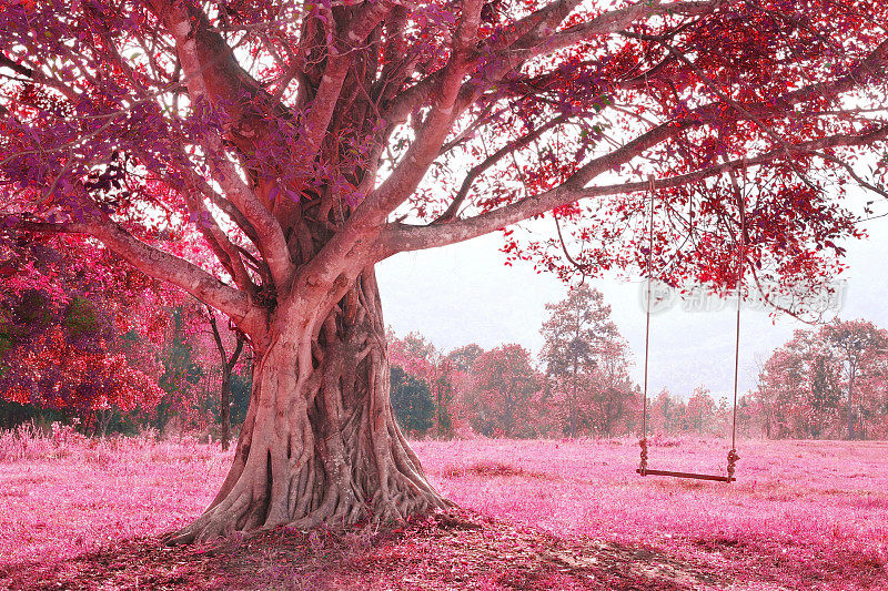 秋千挂在粉红色的树上