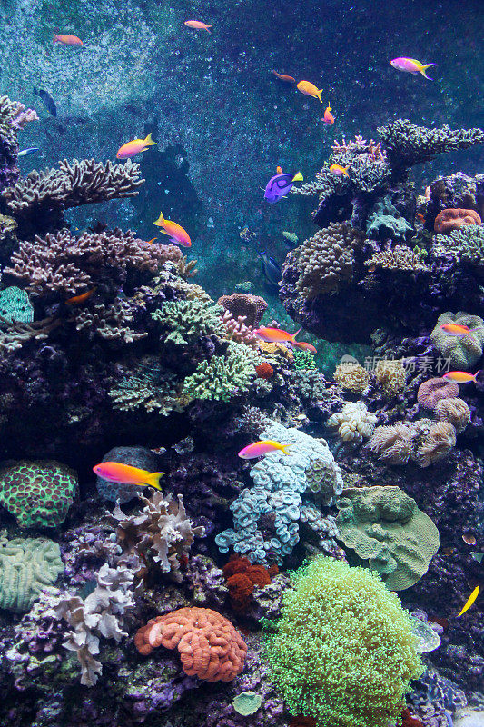 美丽的水下世界，有珊瑚和热带鱼