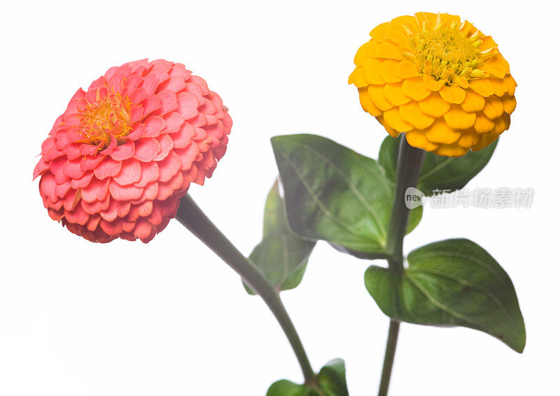 Zinnia花