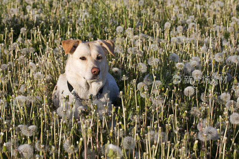 蒲公英田里的拉布拉多寻回犬。