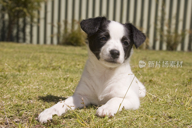 小狗在院子里