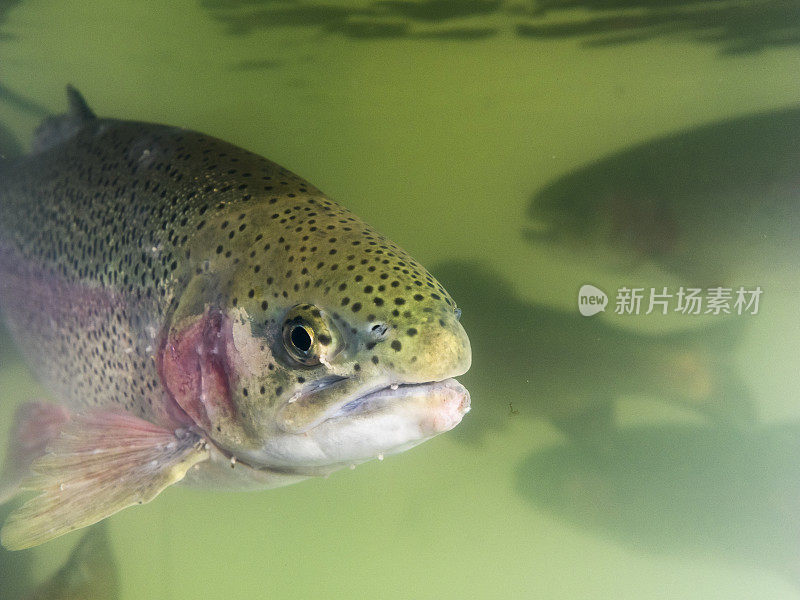 头部特写夏天Steelhead游泳一月