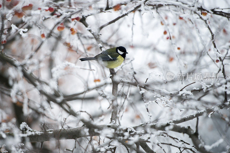 冬季森林和鸟类
