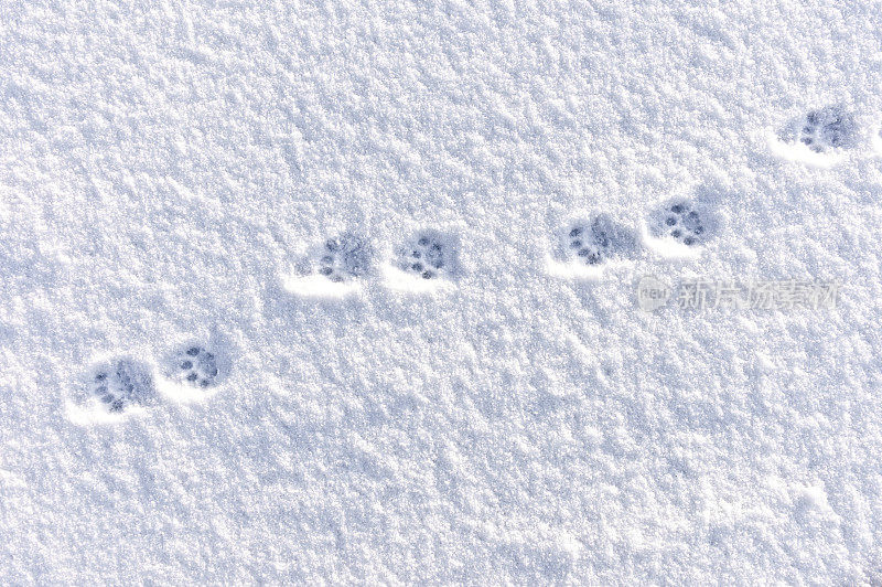 家猫在冬日雪地上留下的足迹