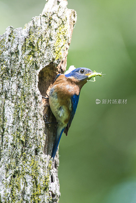 零食