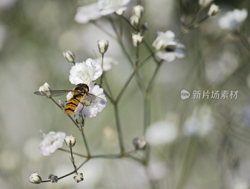 蜜蜂在Gypsophila花上