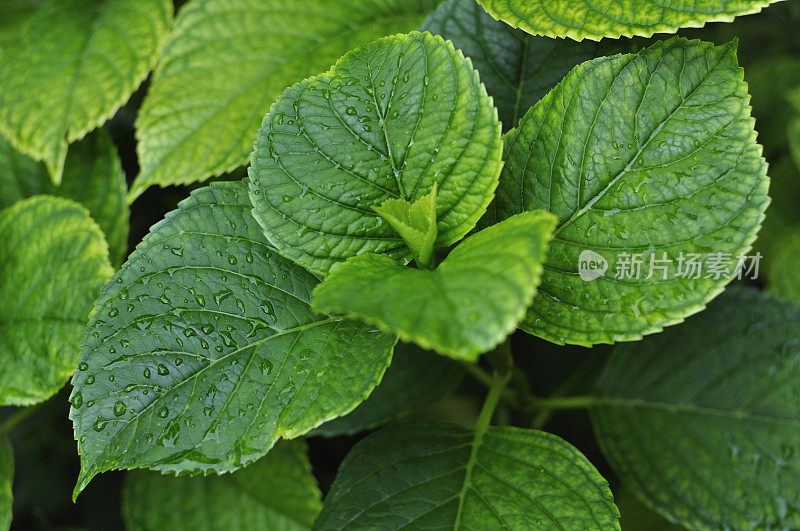 夏雨后的桃红叶子