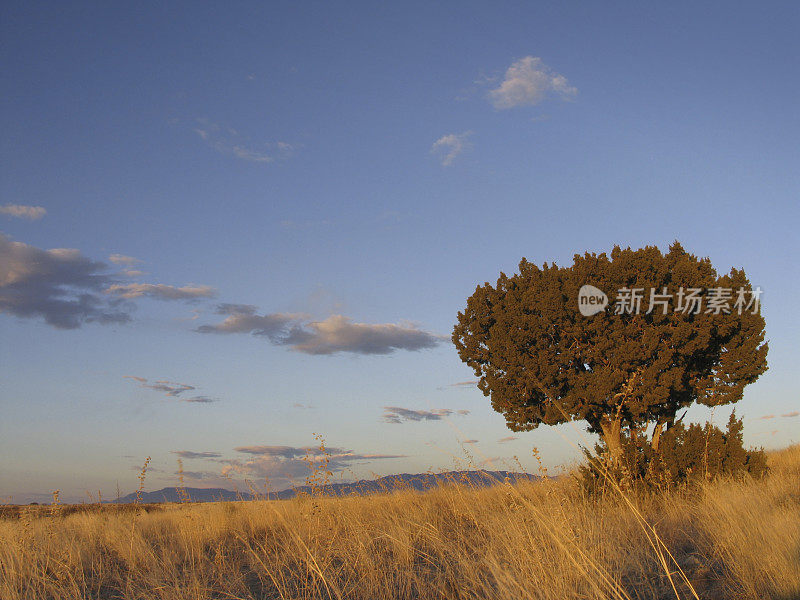 杜松树的风景