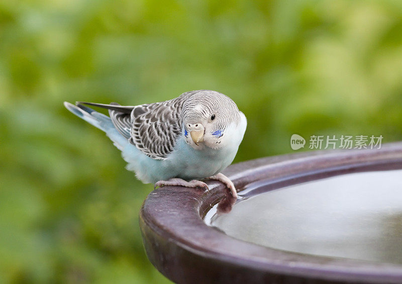 蓝色长尾小鹦鹉在鸟浴