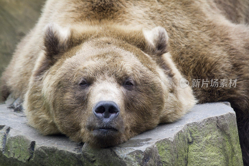 懒惰的棕熊