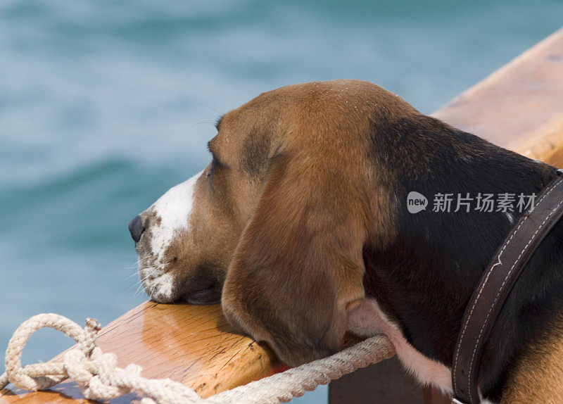 渴望土地的小猎犬