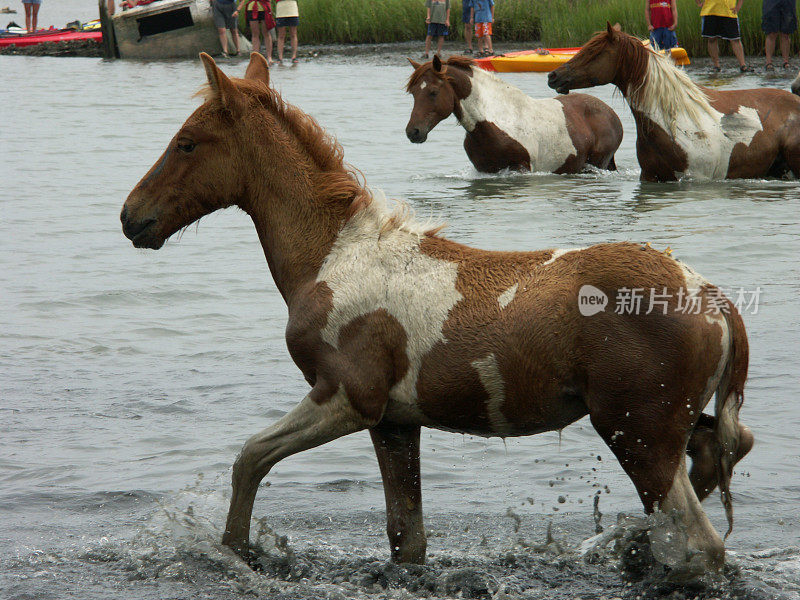 格小马游泳