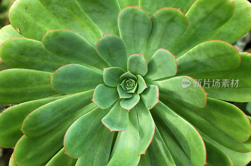 肉质植物特写