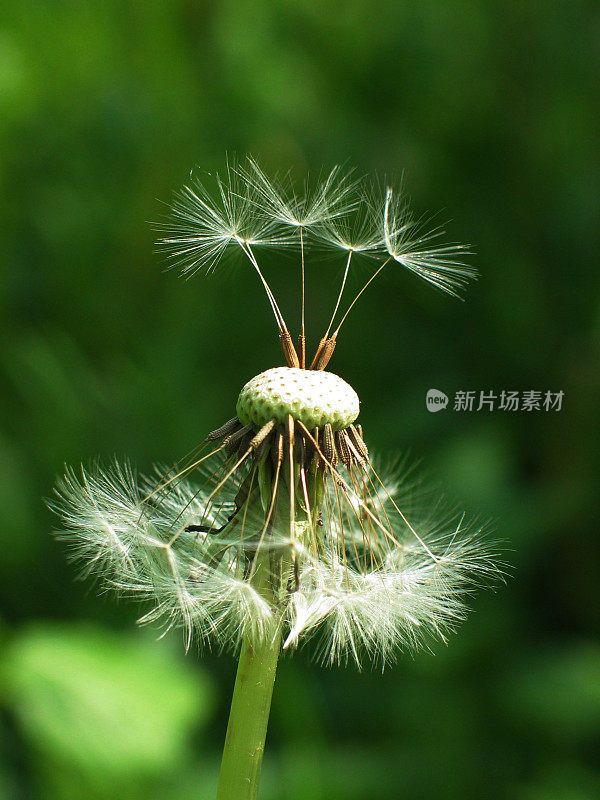 优雅的蒲公英带着最后的种子