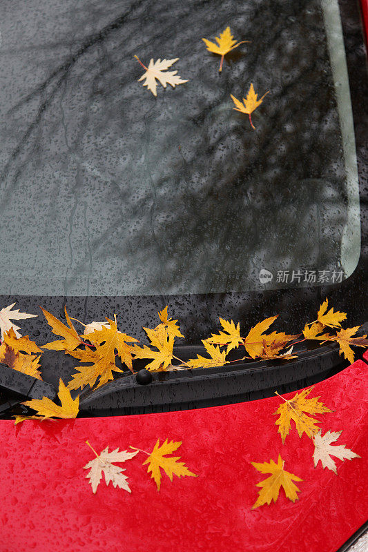 红色汽车上湿漉漉的秋叶
