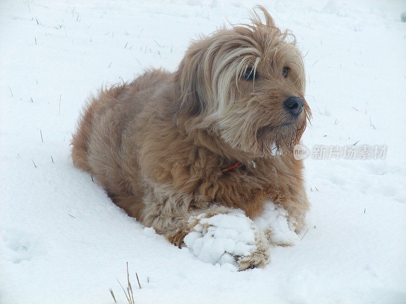 雪狗