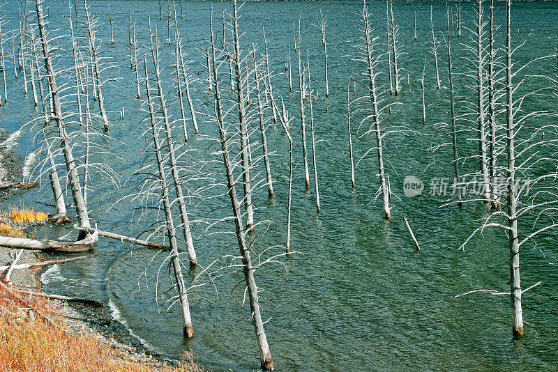 蒙大拿州赫布根湖沿岸的枯树