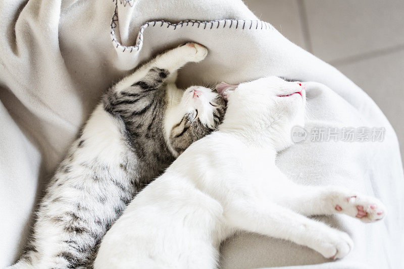 两只小猫在睡觉