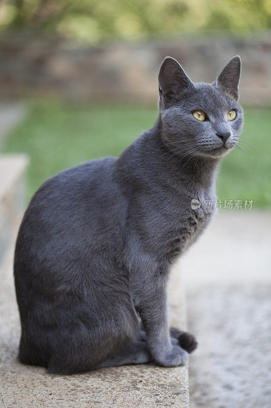 灰色的猫