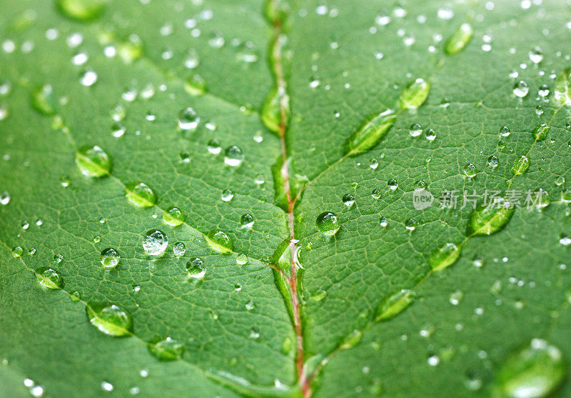 露水