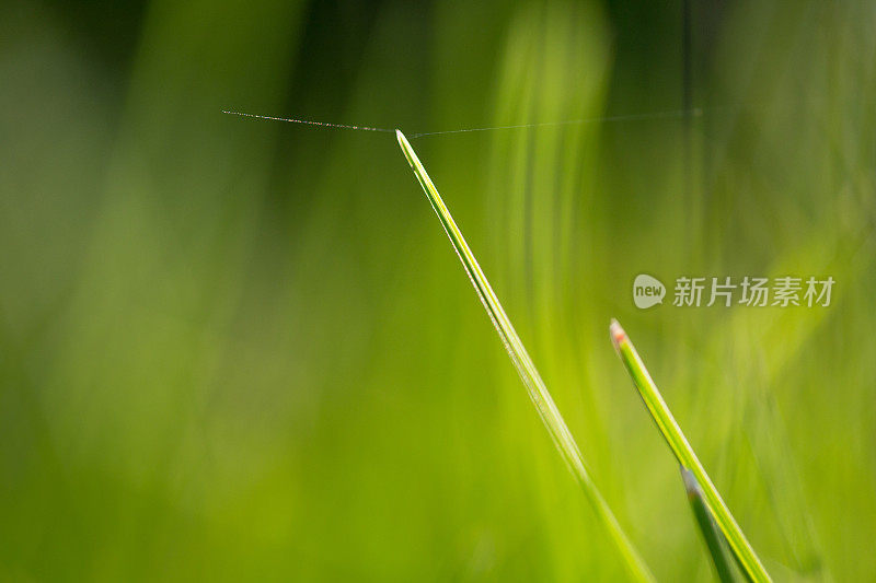 田野里的草和蜘蛛网