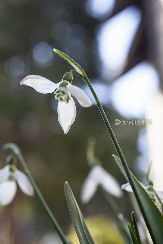 雪花莲