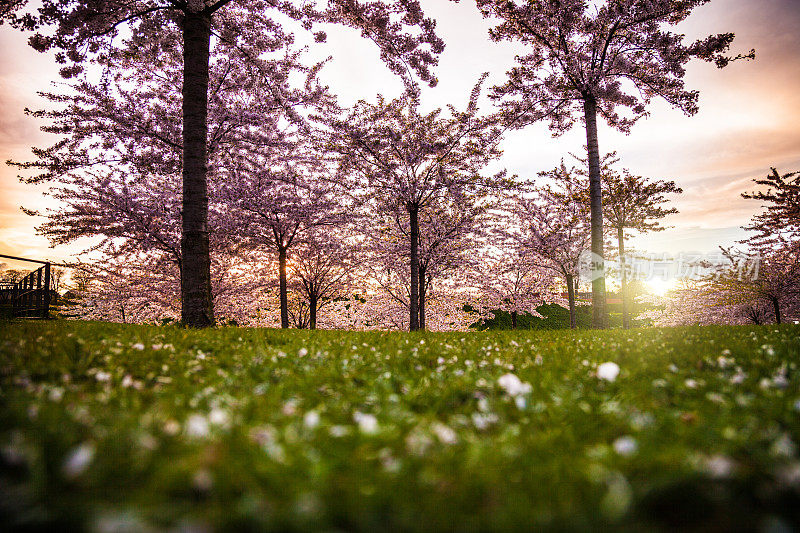 日落时的樱花树和花园