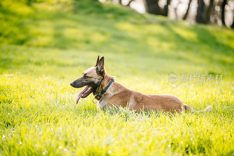 美丽的雄性比利时玛利诺犬-比利时牧羊犬