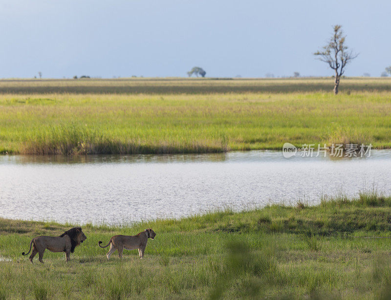 狮子和有领母狮;非洲博茨瓦纳的乔贝国家公园