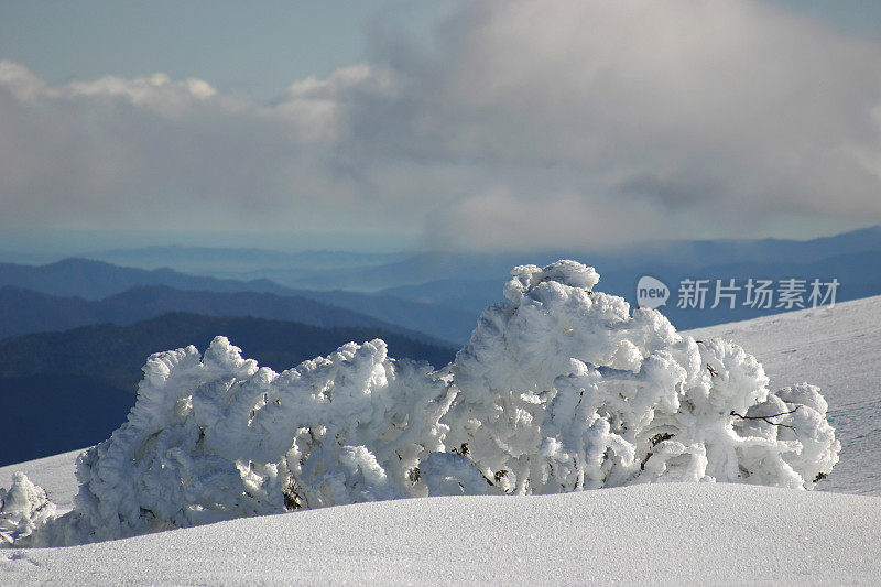 树被雪覆盖