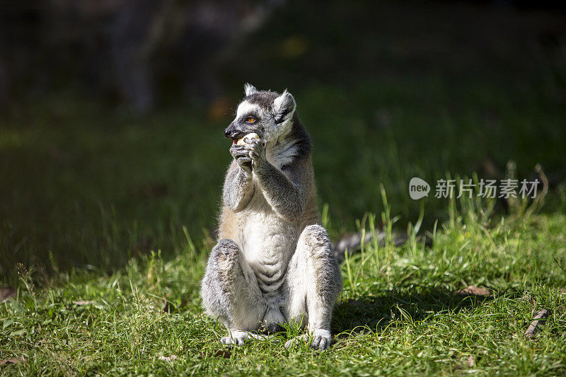环尾狐猴在草地上进食